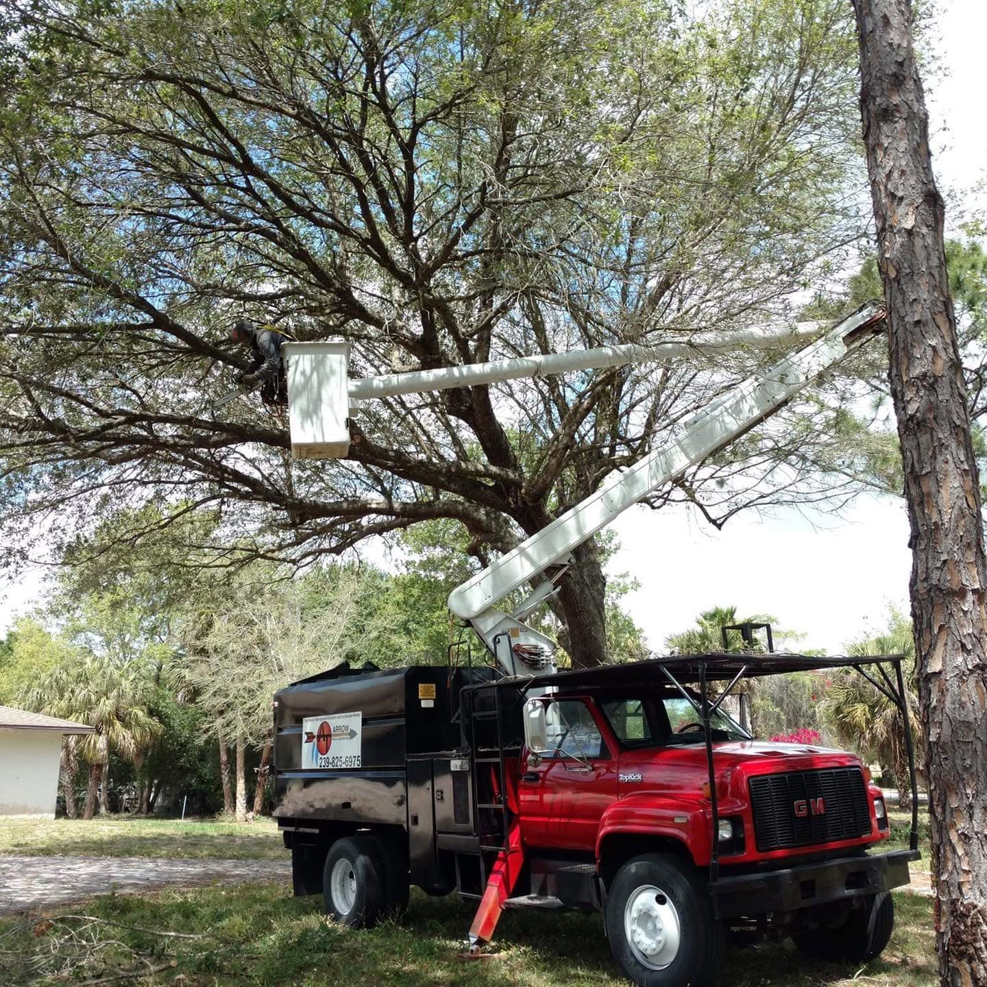 tree care in naples