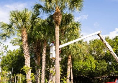 palm tree