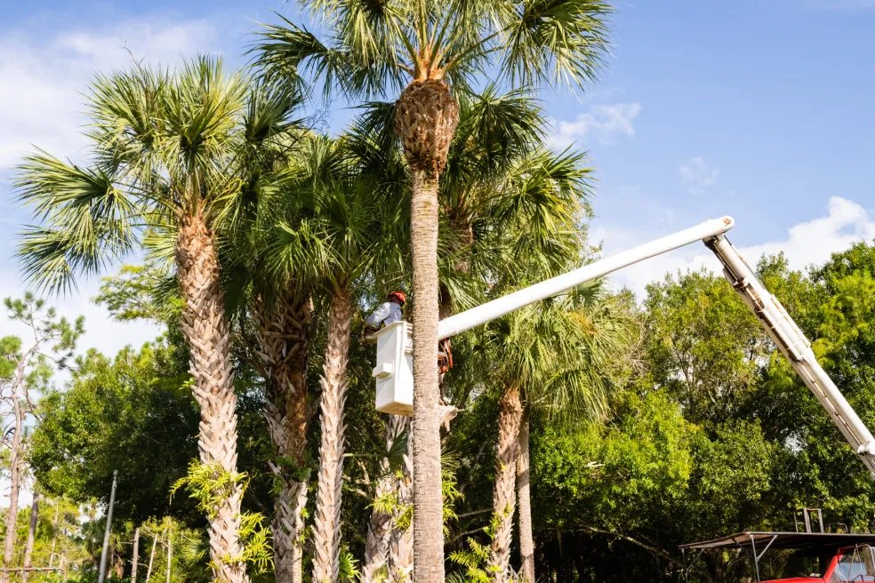 palm tree 