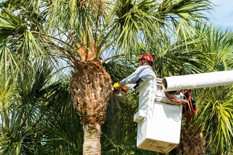 Palm Tree Trimming
